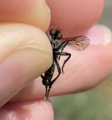 Lasiopogon puyallupi