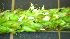 Plantago asiatica