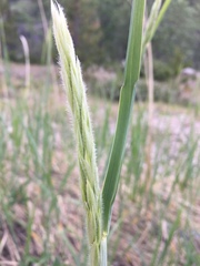 Leymus mollis mollis