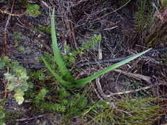Colchicum eucomoides