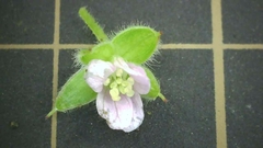 Geranium carolinianum