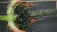 Geranium carolinianum