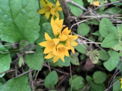 Lysimachia congestiflora
