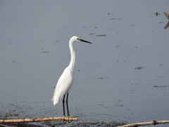 Egretta garzetta