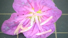 Oenothera rosea