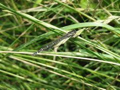 Enallagma cyathigerum