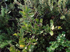 Searsia laevigata laevigata