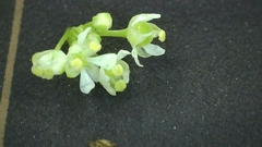 Lepidium virginicum