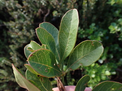 Searsia laevigata laevigata