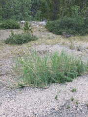 Leymus mollis mollis