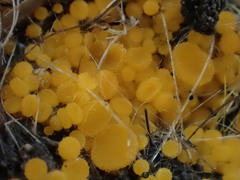 Cheilymenia raripila
