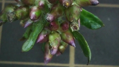 Gamochaeta americana