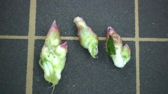 Gamochaeta americana