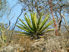 Agave karwinskii