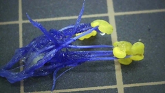 Tradescantia virginiana