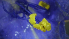 Tradescantia virginiana