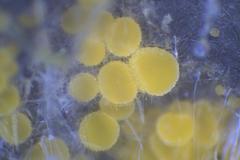 Cheilymenia raripila