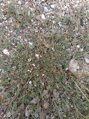 Medicago polyceratia