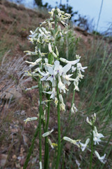 Astragalus conjunctus