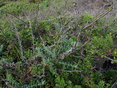 Senecio oederiifolius
