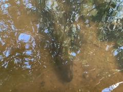 Anguilla dieffenbachii