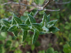 Senecio oederiifolius
