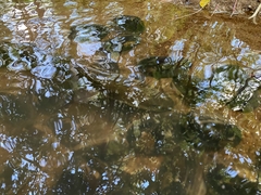 Anguilla dieffenbachii