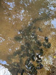 Anguilla dieffenbachii