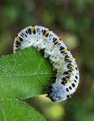 Cimbex quadrimaculatus
