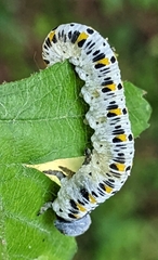 Cimbex quadrimaculatus