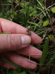 Tribolium hispidum