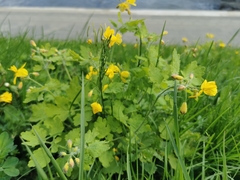 Chelidonium majus
