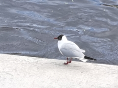 Chroicocephalus ridibundus