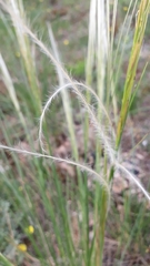 Stipa dasyvaginata