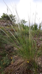 Stipa dasyvaginata