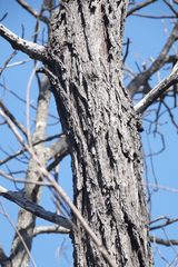 Eucalyptus melanophloia