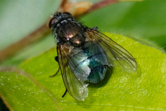 Eudasyphora cyanella
