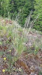 Stipa dasyvaginata