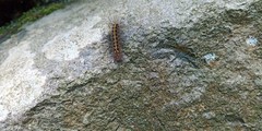 Lepidoptera