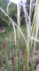 Stipa dasyvaginata