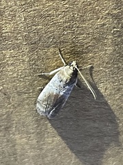 Chararica hystriculella