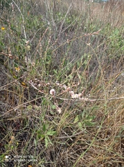 Polygonum equisetiforme