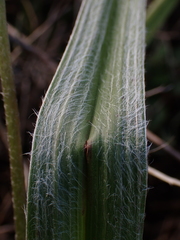 Hypoxis argentea