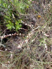 Polygonum equisetiforme