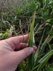 Hypoxis argentea