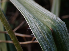 Hypoxis argentea