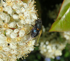 Helophilus hochstetteri