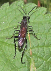 Macrophya annulata