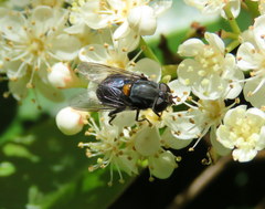 Helophilus hochstetteri