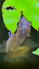 Polypedates leucomystax